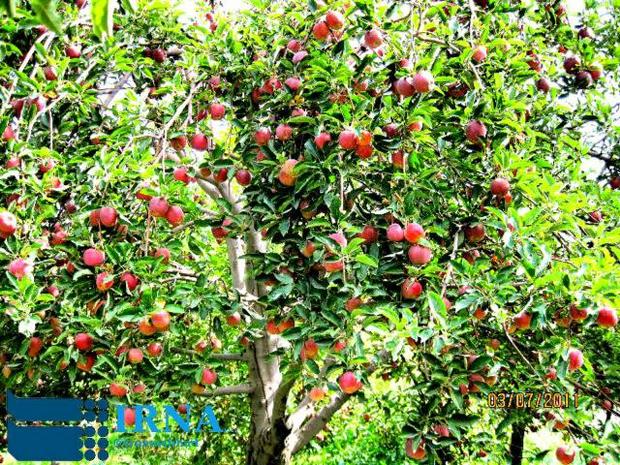 برداشت بیش از 16 هزار تن سیب درختی در نیشابور