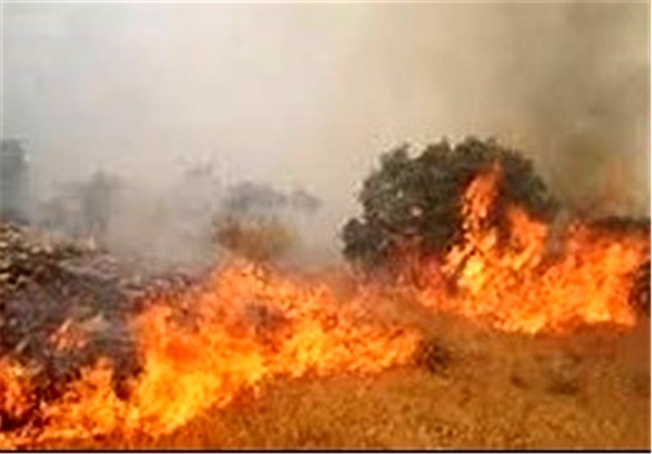آتش سوزی جنگل‌های بدره عمدی است     خشکسالی هم مقصر است