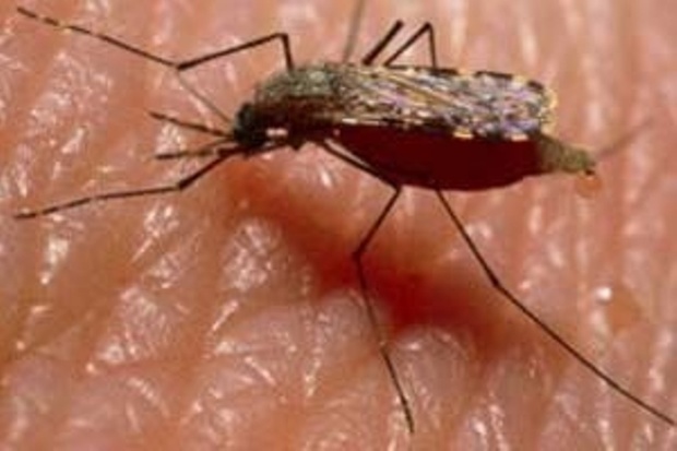44 تبعه خارجی مبتلا به مالاریا در فارس شناسایی شدند