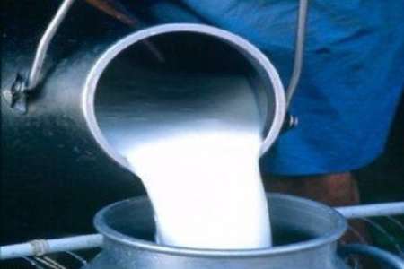 تولید بیش از 47 هزار تن شیر خام در خراسان شمالی