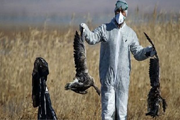 بیماری فصلی به عنوان علت مرگ پرندگان در میانکاله منتفی است