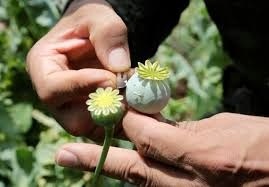 ماده مخدر گل بیشترین رشد مصرف را در کردستان داشته است