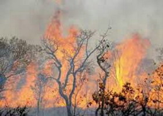 آتش‌سوزی جنگل‌های منطقه «وزگ» بویراحمد مهار شد