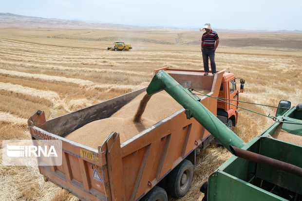 حدود ۱۰۰ درصد بهای گندم خریداری شده از کشاورزان زنجانی پرداخت شد