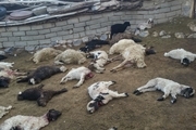 گرگ‌ها در سربیشه ۱۹۰ گوسفند را دریدند