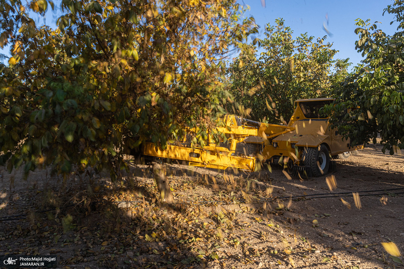 برداشت مکانیزه گردو در استان زنجان