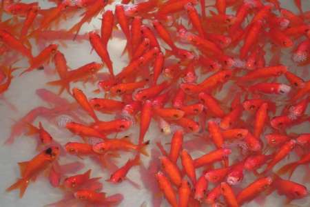مردم از رهاسازی ماهی های قرمز عید در روان آب های طبیعی خودداری کنند