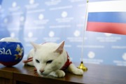 گربه پیشگو روسى برنده دیدار ایران و اسپانیا را معرفی کرد
