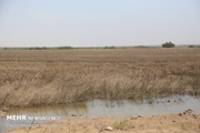 زمین‌های سیل زده خوزستان برای کشت تابستانه آماده هستند