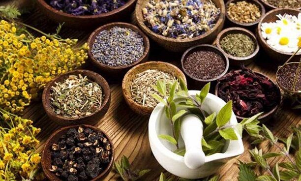 آزمایش ۲۰ داروی گیاهی برای کمک به درمان کرونا در مشهد