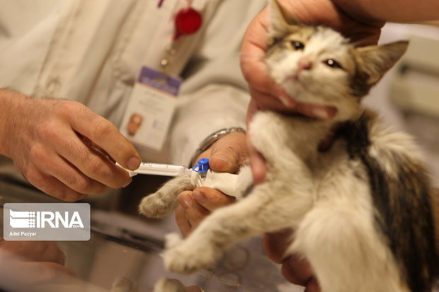 تخلف یک کلینیک حیوانات خانگی در مشهد بررسی شد