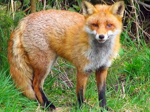 یک قلاده روباه مصدوم به محیط زیست لرستان تحویل شد