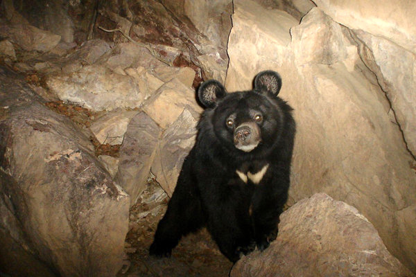 نصب دوربین تله‌ای برای بررسی رفتار‌های خرس سیاه در نیکشهر