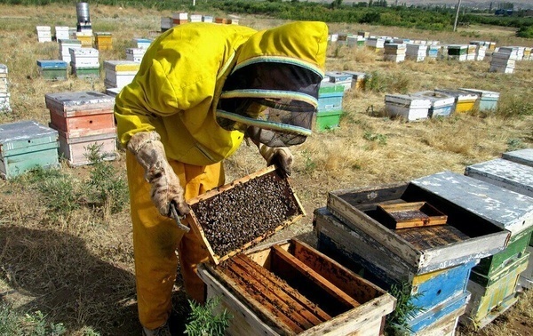 تولید و صادرات محصولات جانبی از اولویت طرح تکاپو در رسته زنبورداری است