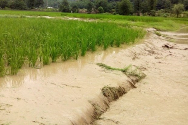 6 هزار و 420 میلیارد ریال خسارت به بخش کشاورزی استان وارد شد