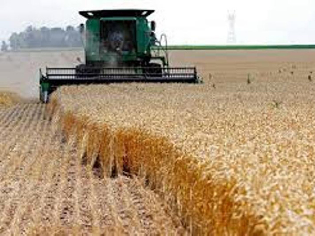 97 درصد گندم مزارع گلستان برداشت شد