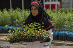 تکثیر نهال نوین