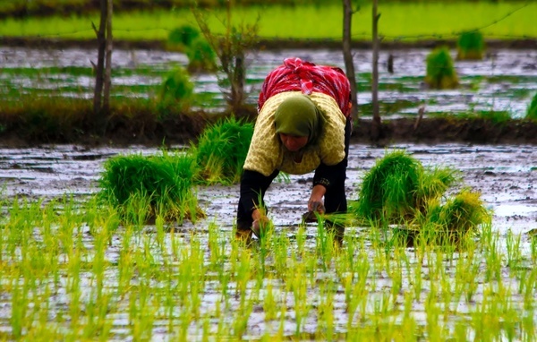 کاهش ۴۰ درصدی کشت برنج در استان کهگیلویه و بویراحمد