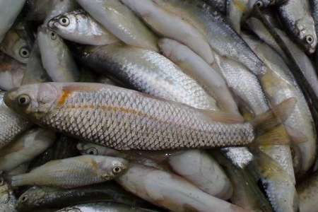 نیم تن ماهی فاسد در اسدآباد کشف و معدوم شد