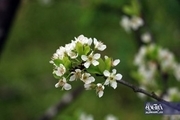تصاویری تماشایی از زیبایی‌های فصل بهار و شکوفه‌های درختان در گیلان