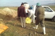معدوم‌سازی ۴۱ تن خوراک دام آلوده در آذربایجان‌شرقی