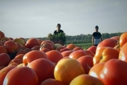 رئیس جهاد کشاورزی فارس: کشاورزان از کشت بی رویه گوجه فرنگی پرهیز کنند