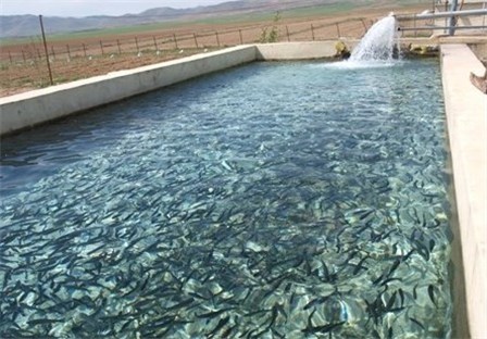 پیش‌بینی تولید 10 هزار تن ماهی در کردستان