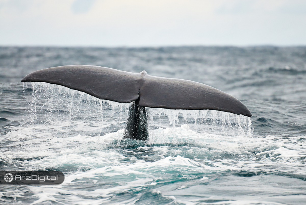 نهنگ ناشناس ۲۵۷ میلیون دلار بیت کوین را انتقال داد !