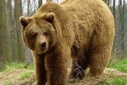 خرس وحشی چوپان فارسانی را زخمی کرد