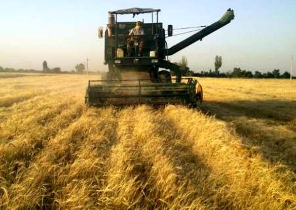 پیش بینی برداشت ۱۵ هزار تن گندم در شهرستان خدا آفرین