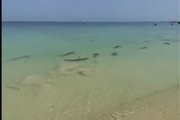 فیلمی از حضور کوسه‌ها در ساحل جزیره کیش