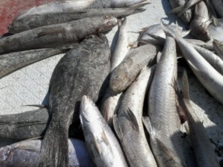 صید 18هزار تن ماهی صنعتی در آبهای جاسک