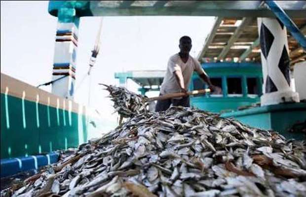 صید بیش از 12 هزار تن فانوس ماهی در هرمزگان
