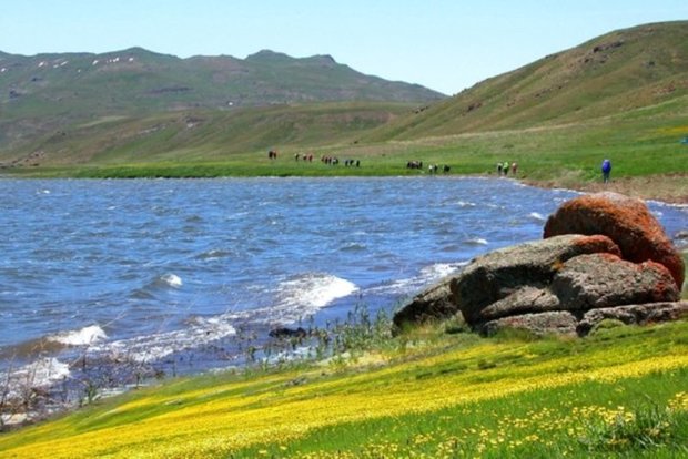اردک ماهی ها به احیای اکوسیستم 'دریاچه نئور' اردبیل کمک می کنند