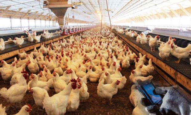 نوسانات بازار 70 درصد تولید مرغ را در ایلام کاهش داد