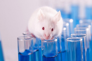 آزمایش روی حیوانات تا سال ۲۰۳۵ برچیده می‌شود