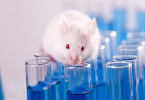 موش ها نتایج آزمایش های علمی را عمداً دستکاری می کنند!؟