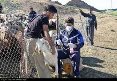 450 هزار راس دام سبک علیه بیماری تب برفکی در گیلانغرب مایه کوبی شد