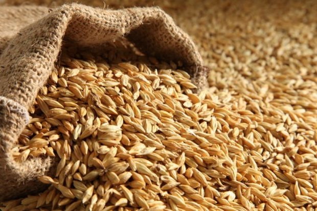 35 هزارتن گندم از کشاورزان لرستان خریداری شد