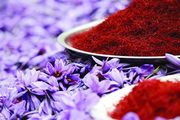 1100 کیلوگرم زعفران در گلستان تولید شد