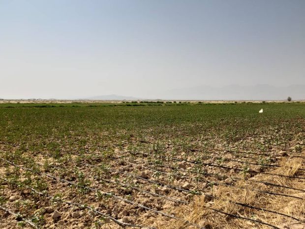 کاشت پنبه با آب شور در شهرستان جهرم سه برابر افزایش یافت