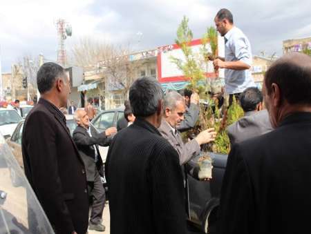200 هزار اصله نهال در جنوب کرمان توزیع می شود