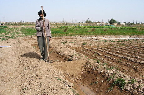 کشاورزان شهرستان امیدیه تقاضای صدور مجوز تجمع اعتراضی دارند