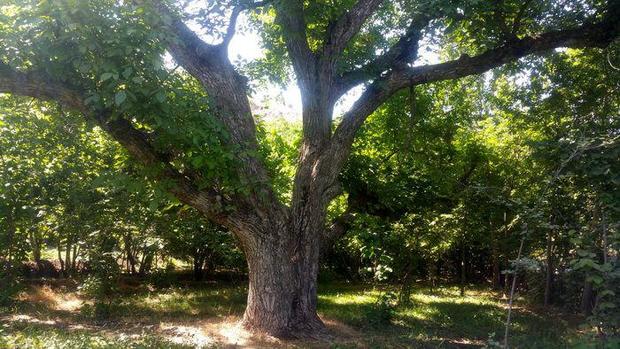 ثبت 9 درخت کهنسال استان قزوین در فهرست ملی میراث طبیعی کشور