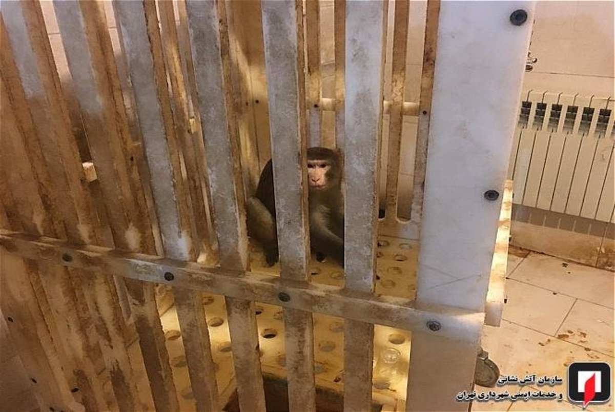 میمون متواری در دانشگاه علوم و تحقیقات به دام افتاد! + تصاویر