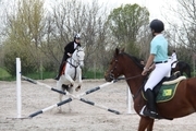 مسابقات پرش با اسب در قزوین برگزار شد