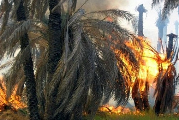700 نخل از نخلستان های خنافره در آتش سوخت