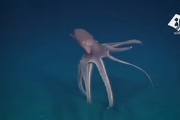ویدیویی شگفت انگیز از یک اختاپوس در عمق ۱۶۰۰ متری