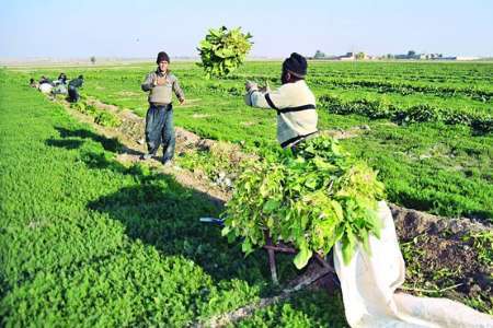 آذربایجان غربی دارای بیش از 200 هزار بهره بردار کشاورزی است