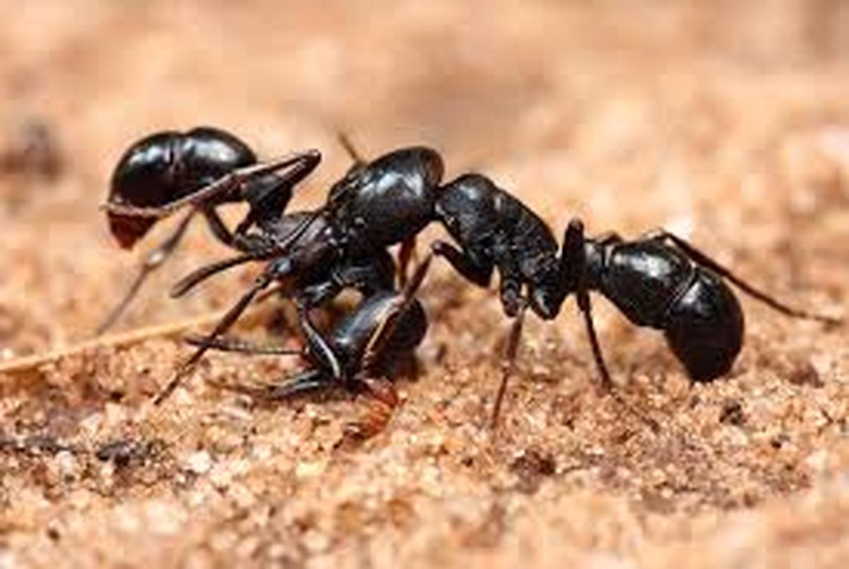 کشف نوعی آنتی بیوتیک در بدن گونه ای از مورچه ها
